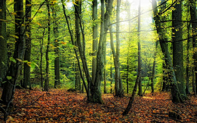 Обои картинки фото природа, лес, листья, лучи