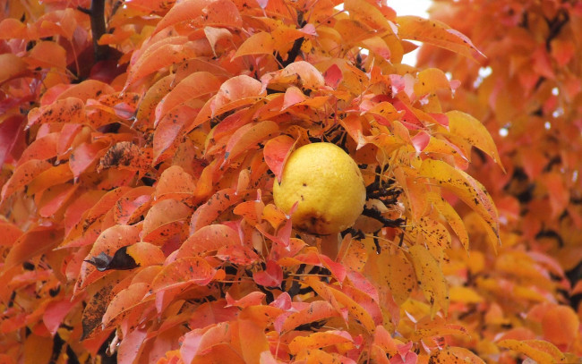 Обои картинки фото природа, плоды, осень, листва, груша
