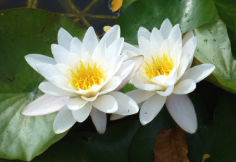 Картинка цветы лилии водяные нимфеи кувшинки белый