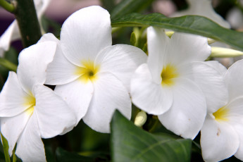 Картинка цветы плюмерия белый тропический