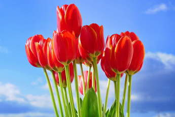 Картинка цветы тюльпаны красный небо