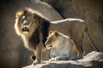 Картинка животные львы львица лев пара