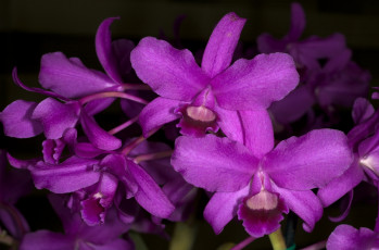 Картинка цветы орхидеи яркий розовый экзотика