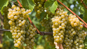Картинка природа Ягоды виноград гроздь