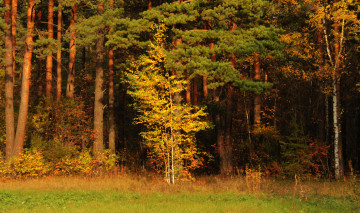 Картинка природа лес берёза осень сосны