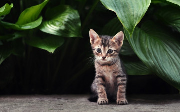 Картинка животные коты полосатый кошка листья растения