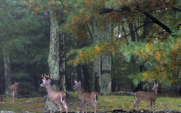 Картинка животные олени color fall deer