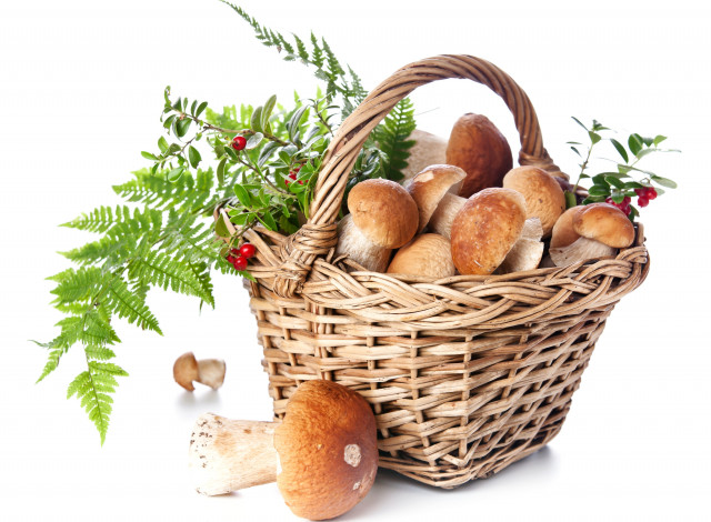 Обои картинки фото еда, грибы, грибные, блюда, белые, боровики, корзинка, ягоды, брусника, папоротник