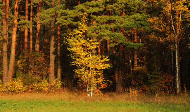 Обои картинки фото природа, лес, берёза, осень, сосны