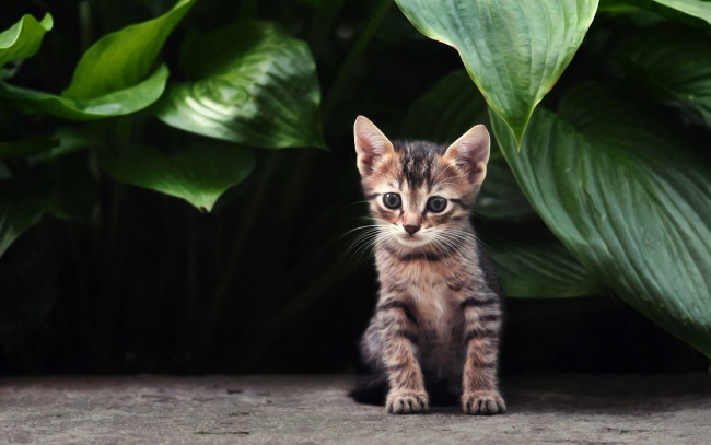 Обои картинки фото животные, коты, полосатый, кошка, листья, растения