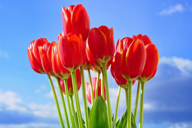 Обои картинки фото цветы, тюльпаны, красный, небо