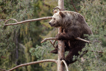 Картинка животные медведи дерево топтыгин сосна