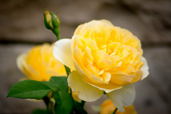 Картинка цветы розы желтый