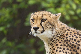 Картинка животные гепарды дикая кошка взгляд портрет