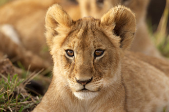Картинка животные львы львёнок детёныш взгляд портрет