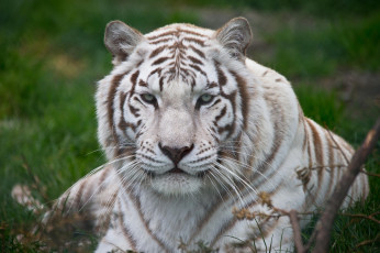 Картинка животные тигры белый тигр морда