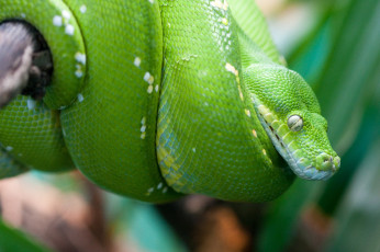 Картинка животные змеи питоны кобры зеленый древесный питон