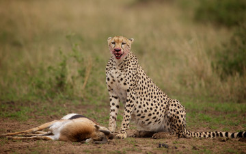 Картинка животные гепарды антилопа добыча