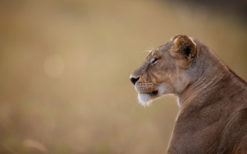 Картинка животные львы львица портрет