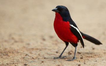 Картинка животные птицы красная грудка