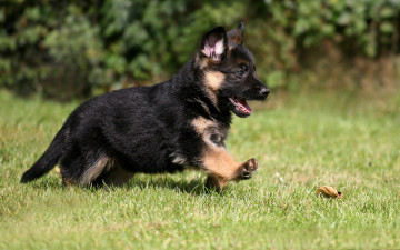 Картинка животные собаки german shepherd puppy dog pet
