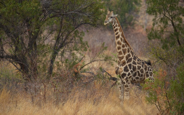 Картинка животные жирафы шея саванна кусты