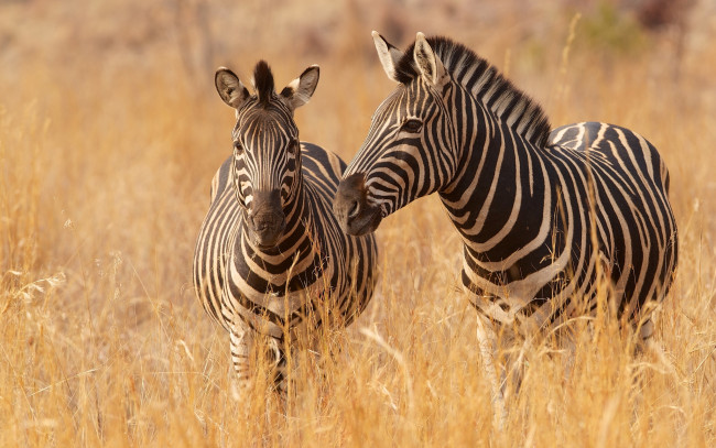 Обои картинки фото животные, зебры, саванна, трава