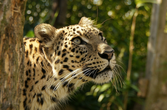 Обои картинки фото животные, леопарды, взгляд, вверх, интерес, внимание, морда, леопард