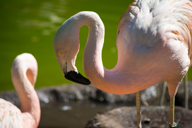 Обои картинки фото животные, фламинго, птица, шея