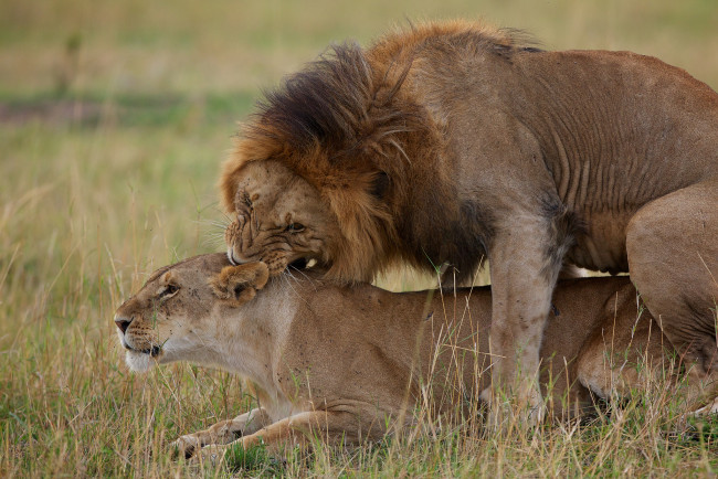 Обои картинки фото животные, львы, любовь
