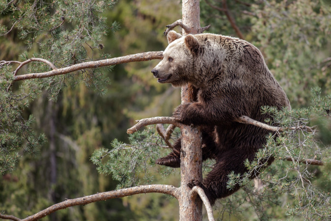 Обои картинки фото животные, медведи, дерево, топтыгин, сосна