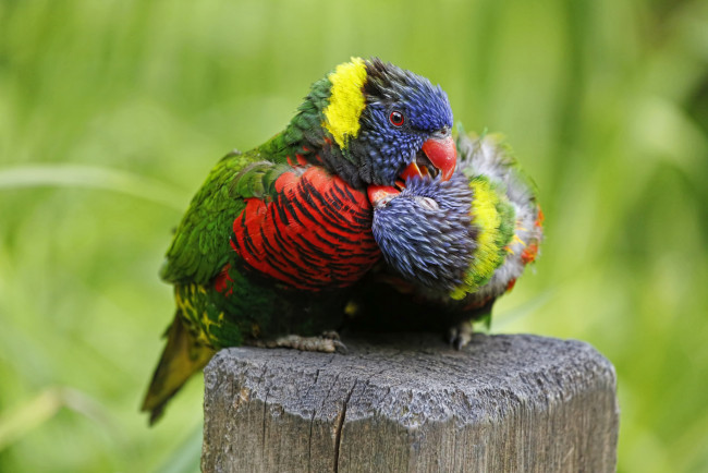 Обои картинки фото животные, попугаи, многоцветный, лорикет, птицы, парочка, любовь