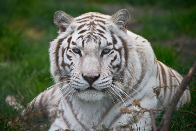 Обои картинки фото животные, тигры, белый, тигр, морда