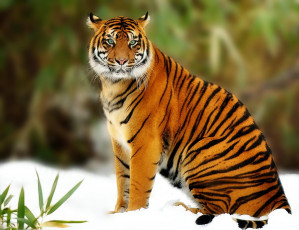 Картинка животные тигры большая кошка тигр хищник
