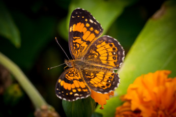 Картинка животные бабочки оранжевый макро крылья