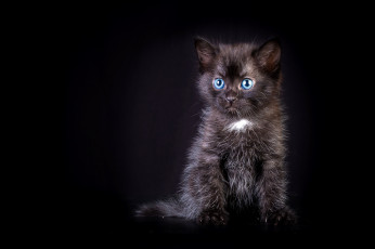Картинка животные коты черный котенок взгляд