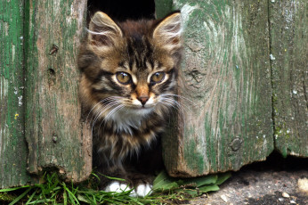Картинка животные коты фон взгляд кошка