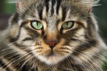 Картинка животные коты лежит усы взгляд коте ушки кошка киса