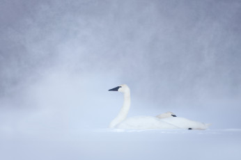 обоя животные, лебеди, белый, лебедь, снег, зима