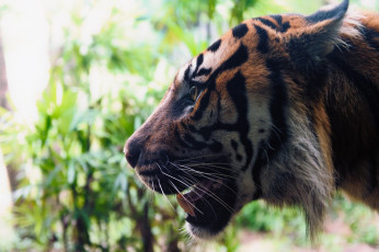 Картинка животные тигры профиль морда клыки кошка