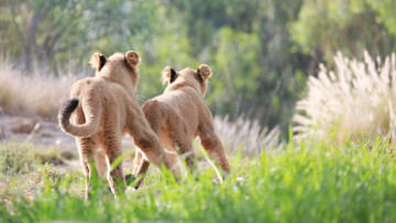 Картинка животные львы львята погоня бег игра пара малыши детеныши