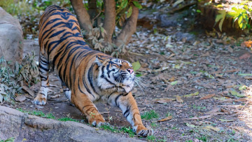 Картинка животные тигры лапы морда разминка потягивается поза