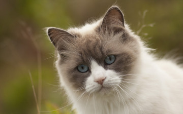 Картинка животные коты природа кошка фон