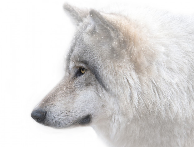 Обои картинки фото животные, волки,  койоты,  шакалы, морда, хищник, волк, снег, зима