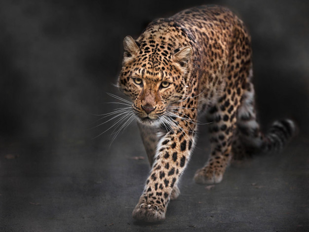 Обои картинки фото животные, леопарды, большая, кошка, леопард, хищник