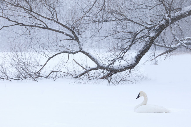 Обои картинки фото животные, лебеди, белый, лебедь, снег, зима