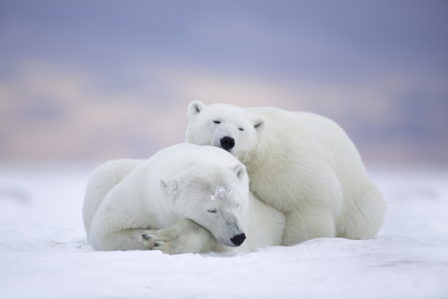 Обои картинки фото животные, медведи, белый, мишка, снег, зима