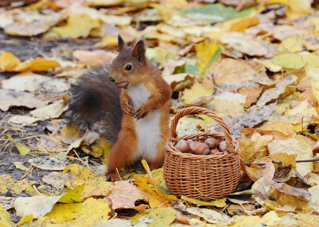 Обои картинки фото животные, белки, орехи, корзинка, белка, осень