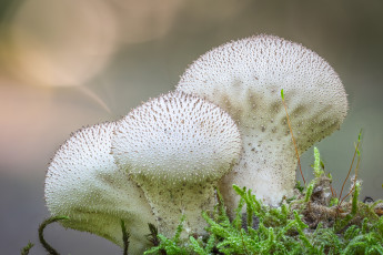 Картинка природа грибы макро дождевики