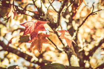 Картинка природа листья теплый натюрморт весна maple leaves дерево warm tree клена still life leaf spring лист растения plants